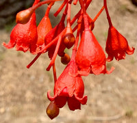 Brachychiton Acerifolius Flower seeds for Planting Easy to Grow Heirloom & GMO Free Seeds for Home Garden