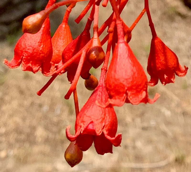Brachychiton Acerifolius Flower seeds for Planting Easy to Grow Heirloom & GMO Free Seeds for Home Garden