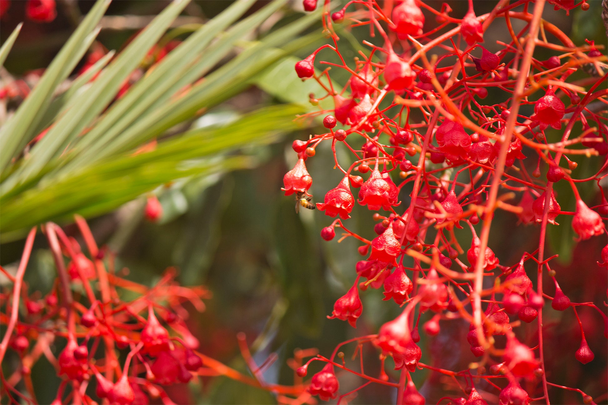 Brachychiton Acerifolius Flower seeds for Planting Easy to Grow Heirloom & GMO Free Seeds for Home Garden