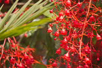 Brachychiton Acerifolius Flower seeds for Planting Easy to Grow Heirloom & GMO Free Seeds for Home Garden