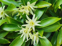 Illicium Verum Flower seeds for Planting Compact Growth Heirloom & GMO Free Seeds for Home Garden 
 
 Sale