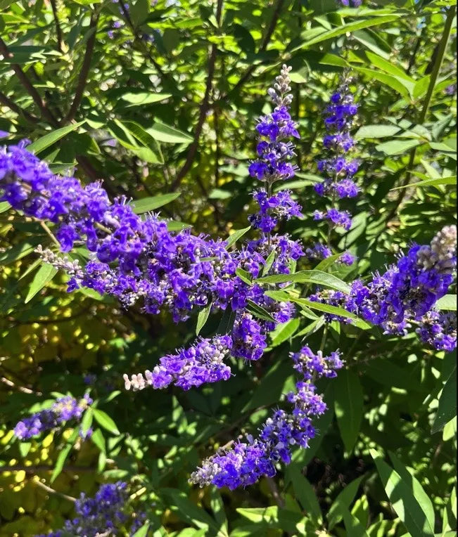 Purple Vitex Agnus Flower seeds for Planting - Drought Tolerant, Heirloom & GMO Free Seeds for Home Garden