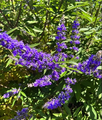 Purple Vitex Agnus Flower seeds for Planting - Drought Tolerant, Heirloom & GMO Free Seeds for Home Garden