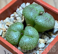 Green Conophytum Obcordellum Flower seeds for Planting - Perfect for Borders, Heirloom & GMO Free Seeds for Home Garden