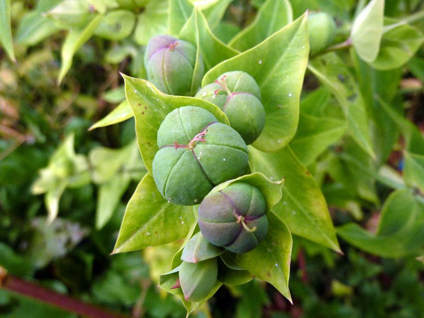 Lathyris Flower seeds for Planting - Compact Growth, Heirloom & GMO Free Seeds for Home Garden