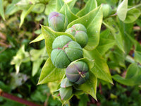 Lathyris Flower seeds for Planting Hardy Variety Heirloom & GMO Free Seeds for Home Garden 
 
 Sale