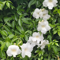 White Jasminoides Flower seeds for Planting - Hardy Variety, Heirloom & GMO Free Seeds for Home Garden