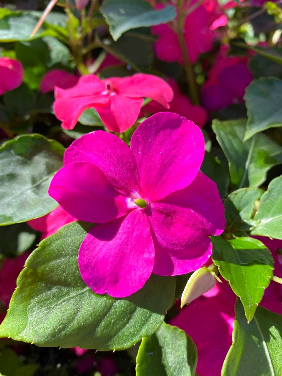 Impatiens Flower seeds for Planting - Vibrant Colors, Heirloom & GMO Free Seeds for Home Garden