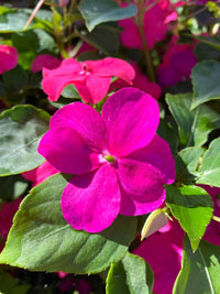 Impatiens Flower seeds for Planting - Vibrant Colors, Heirloom & GMO Free Seeds for Home Garden