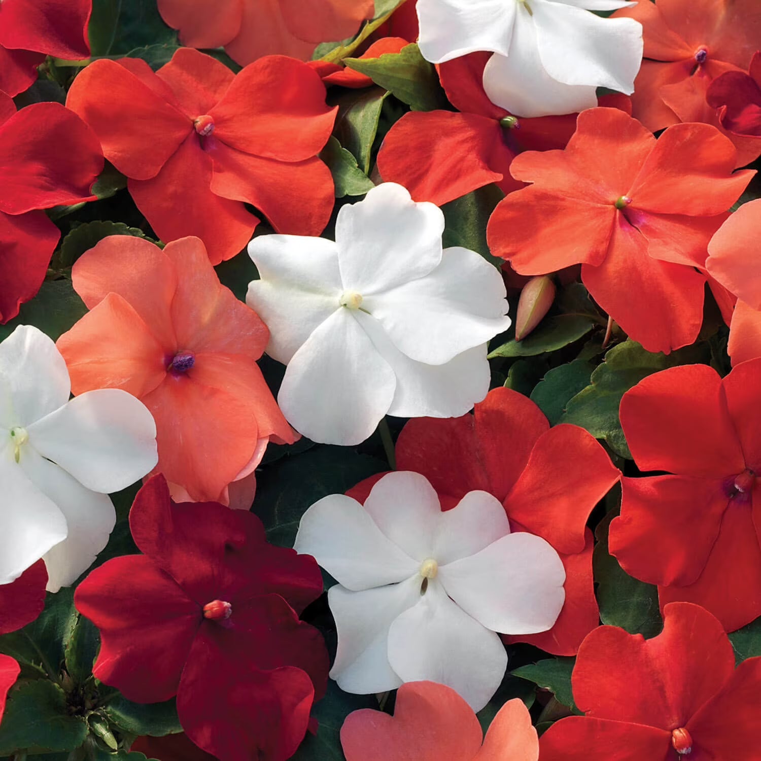 Impatiens Mix Flower Seeds for Planting - Vibrant Annual Flower Seeds for Shaded Gardens