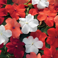 Impatiens Mix Flower Seeds for Planting - Vibrant Annual Flower Seeds for Shaded Gardens