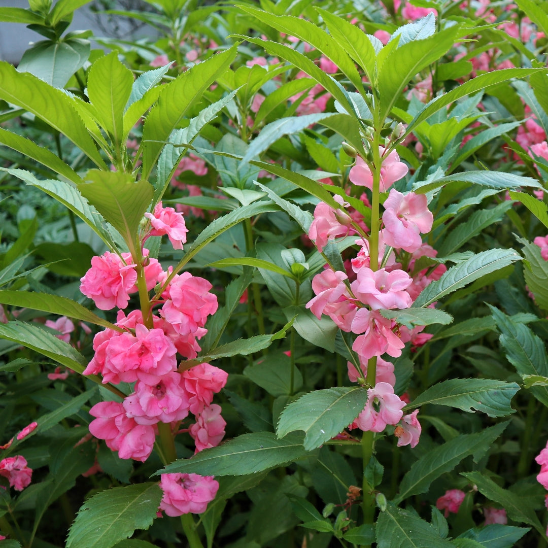 Impatiens Balsamina Flower seeds for Planting Premium Quality Heirloom & GMO Free Seeds for Home Garden