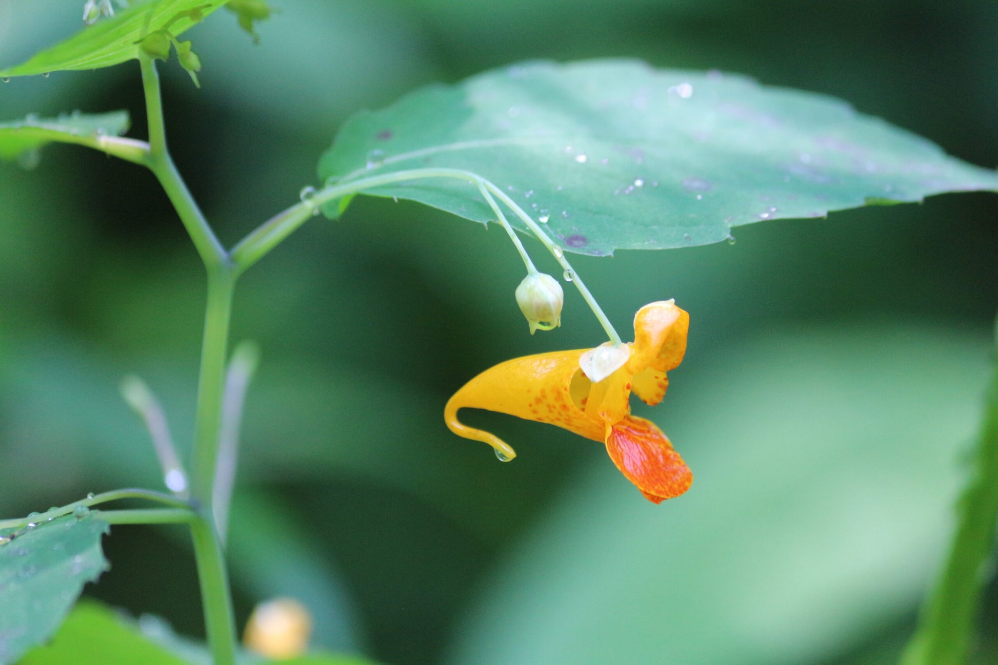 Jewelweed Flower seeds for Planting, Drought Tolerant Heirloom & GMO Free Seeds for Home Garden