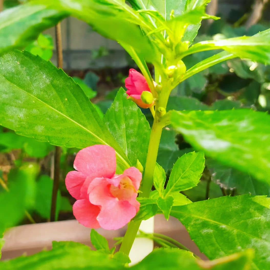 Impatiens Balsamina Flower seeds for Planting Premium Quality Heirloom & GMO Free Seeds for Home Garden