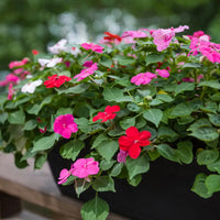 Impatiens Flower seeds for Planting - Vibrant Colors, Heirloom & GMO Free Seeds for Home Garden