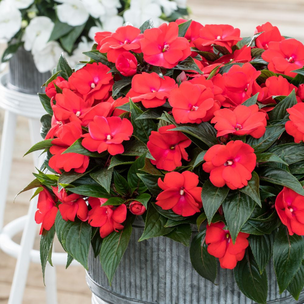 Impatiens Flower seeds for Planting Perfect for Borders Heirloom & GMO Free Seeds for Home Garden 
 
 Sale
