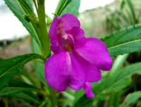 Violet Impatiens Balsamine Flower seeds for Planting Hardy Variety Heirloom & GMO Free Seeds for Home Garden
 
 Sale