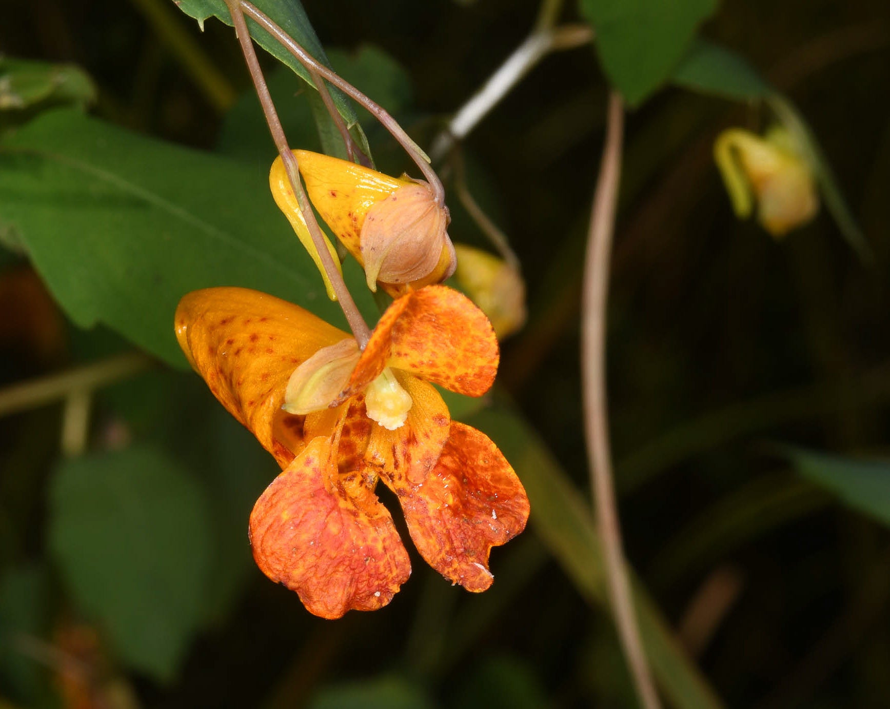 Jewelweed Native Flower seeds for Planting Colorful Display Heirloom & GMO Free Seeds for Home Garden