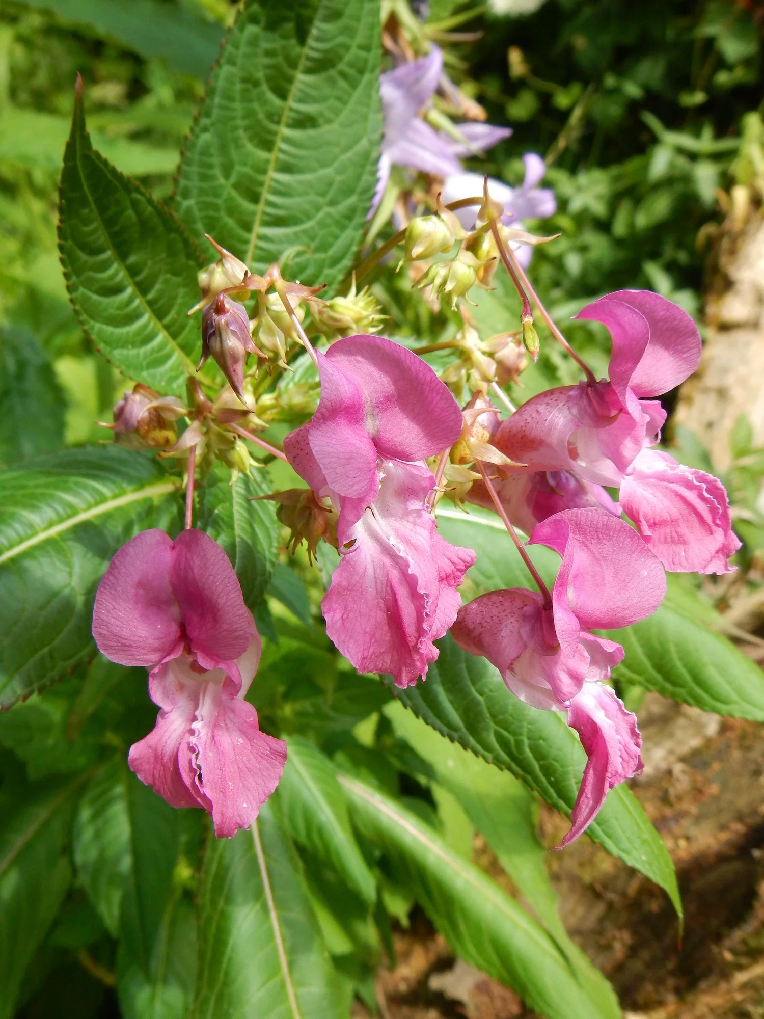 Violet Impatiens Balsamine Flower seeds for Planting Hardy Variety Heirloom & GMO Free Seeds for Home Garden
 
 Sale
