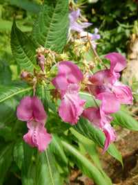 Violet Impatiens Balsamine Flower seeds for Planting Hardy Variety Heirloom & GMO Free Seeds for Home Garden
 
 Sale