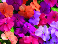 Impatiens Carousel Flower seeds for Planting Shade Tolerant Heirloom & GMO Free Seeds for Home Garden