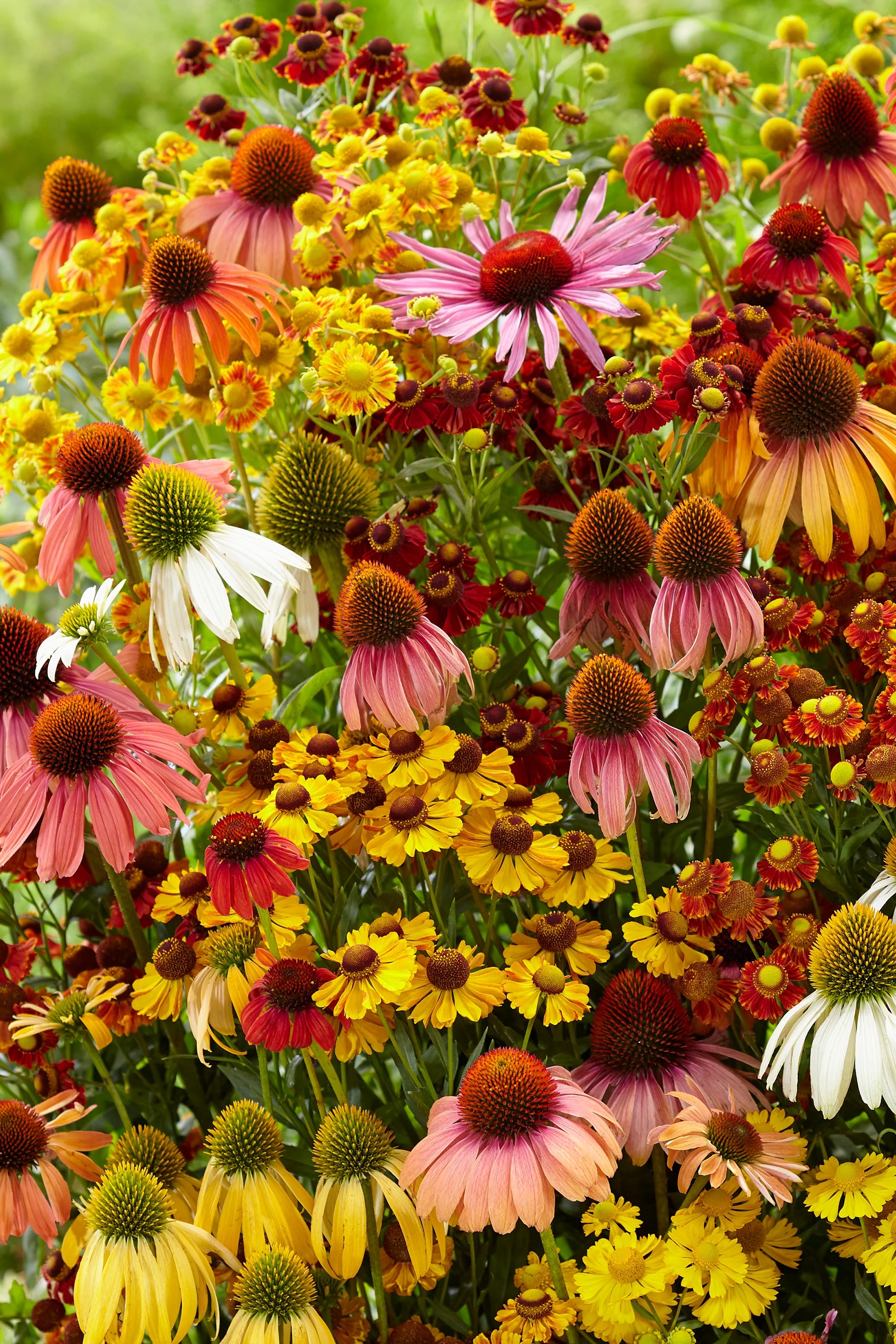 Echinacea Lustre Flower seeds for Planting Sun Loving Heirloom & GMO Free Seeds for Home Garden