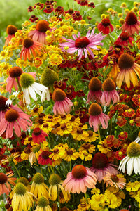 Echinacea Lustre Flower seeds for Planting Sun Loving Heirloom & GMO Free Seeds for Home Garden