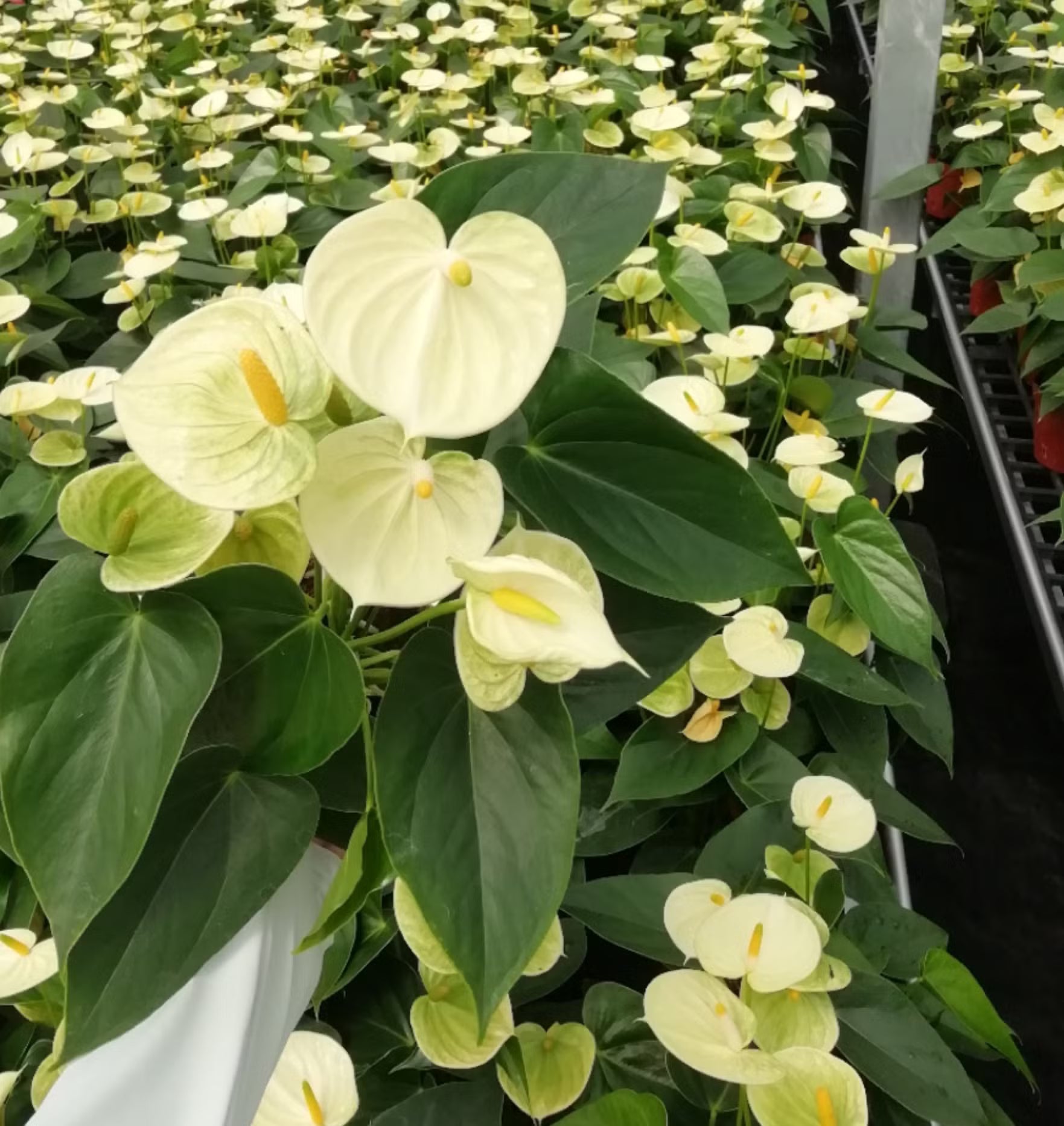 Light Yellow Anthurium Flower seeds for Planting - Sun Loving, Heirloom & GMO Free Seeds for Home Garden