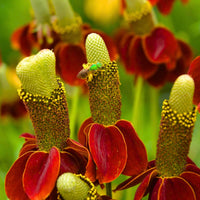 Hat Cone Flower seeds for Planting Drought Tolerant Heirloom & GMO Free Seeds for Home Garden