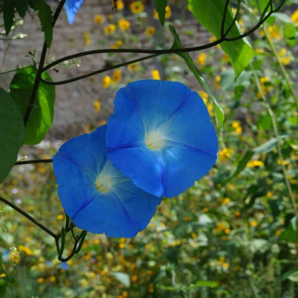 Giant Moon Flower seeds for Planting - Shade Tolerant, Heirloom & GMO Free Seeds for Home Garden