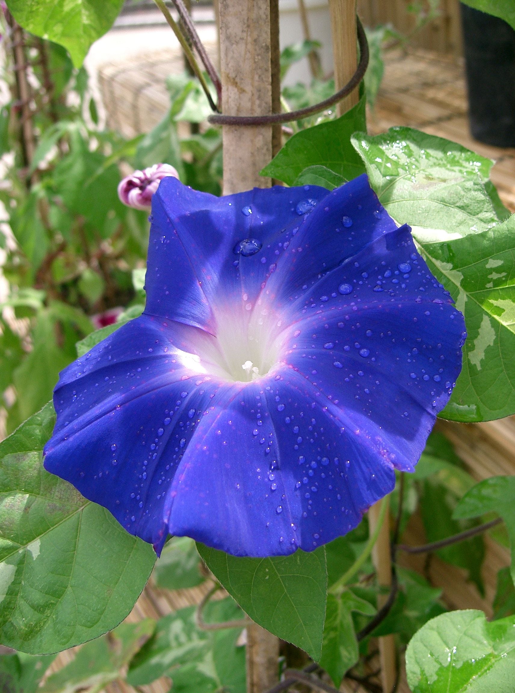 Ipomea Flower seeds for Planting - Wildflower Mix, Heirloom & GMO Free Seeds for Home Garden