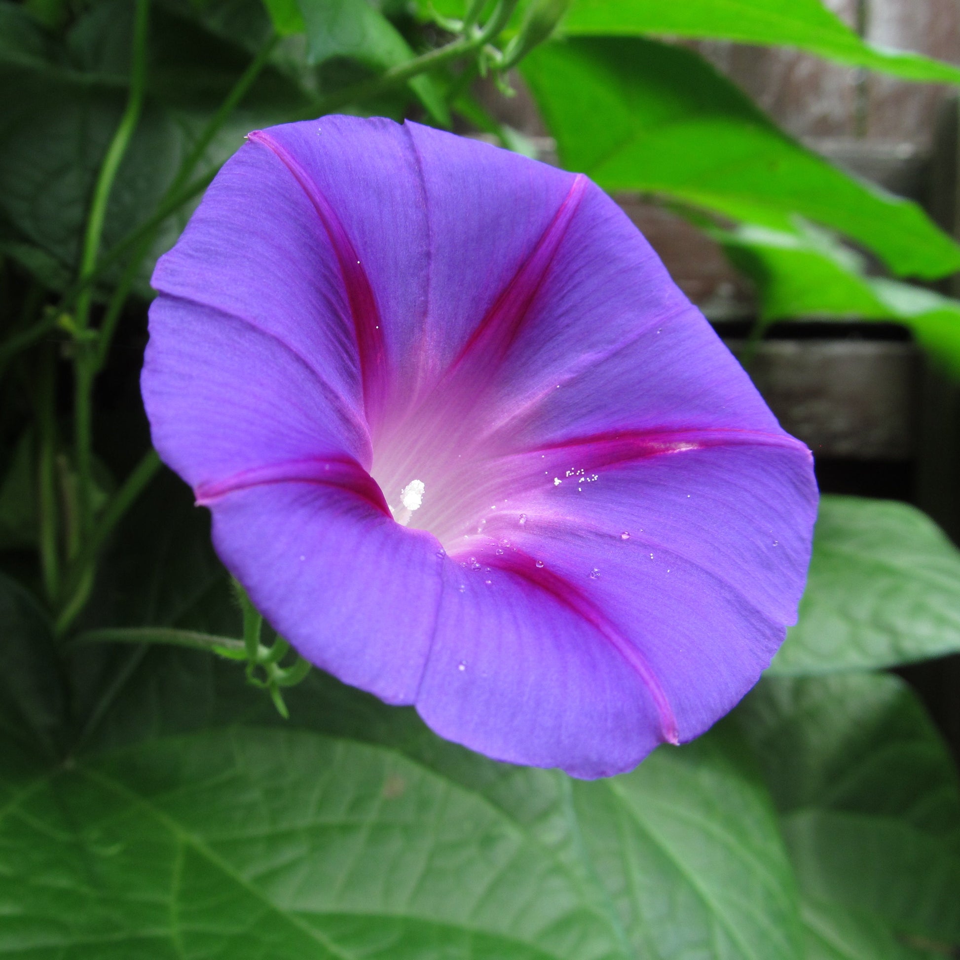 Ipomea Flower seeds for Planting - Wildflower Mix, Heirloom & GMO Free Seeds for Home Garden