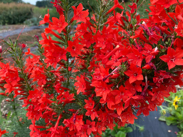 Standing Cypress Flower seeds for Planting Cottage Garden Essential Heirloom & GMO Free Seeds for Home Garden