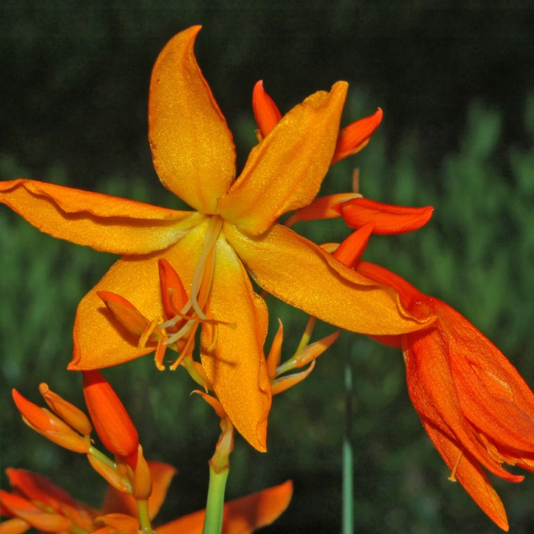 Crocosmia Montbretia Flower seeds for Planting Vibrant Colors Heirloom & GMO Free Seeds for Home Garden 
 
 Sale