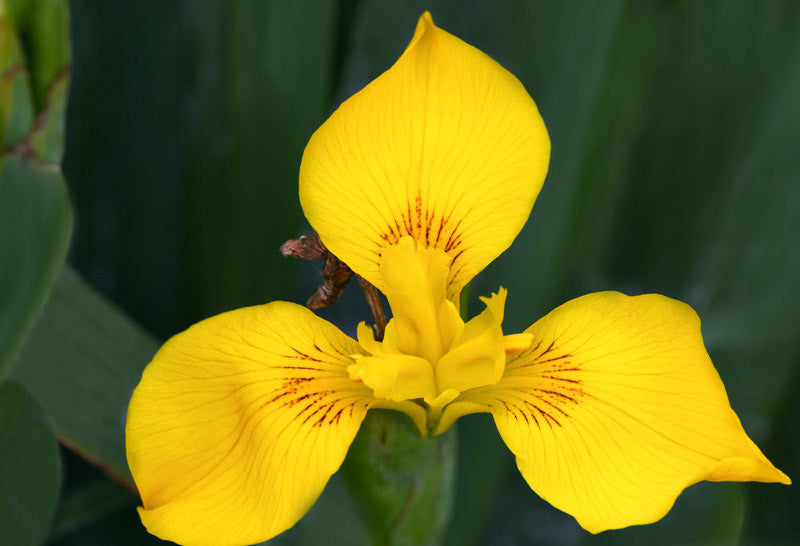 Flag Flower seeds for Planting - Wildflower Mix, Heirloom & GMO Free Seeds for Home Garden
