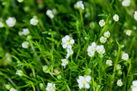 Sagina Subulata Flower seeds for Planting - Perfect for Borders, Heirloom & GMO Free Seeds for Home Garden