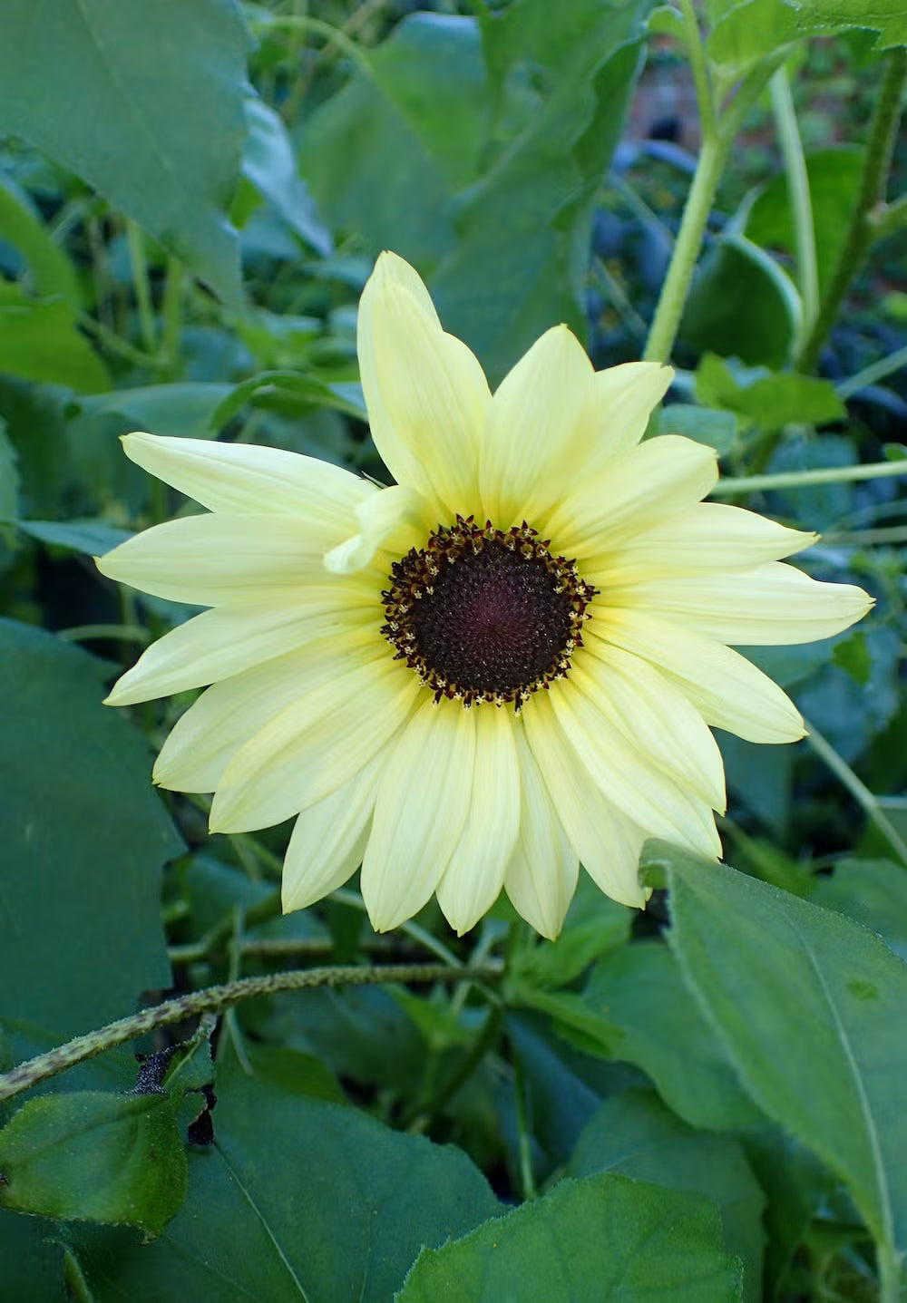 Light Yellow SunFlower seeds for Planting Sun Loving Heirloom & GMO Free Seeds for Home Garden 
 
 Sale