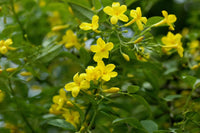 Yellow Jasminum Sambac Seeds for Planting  Fragrant Garden Flowers