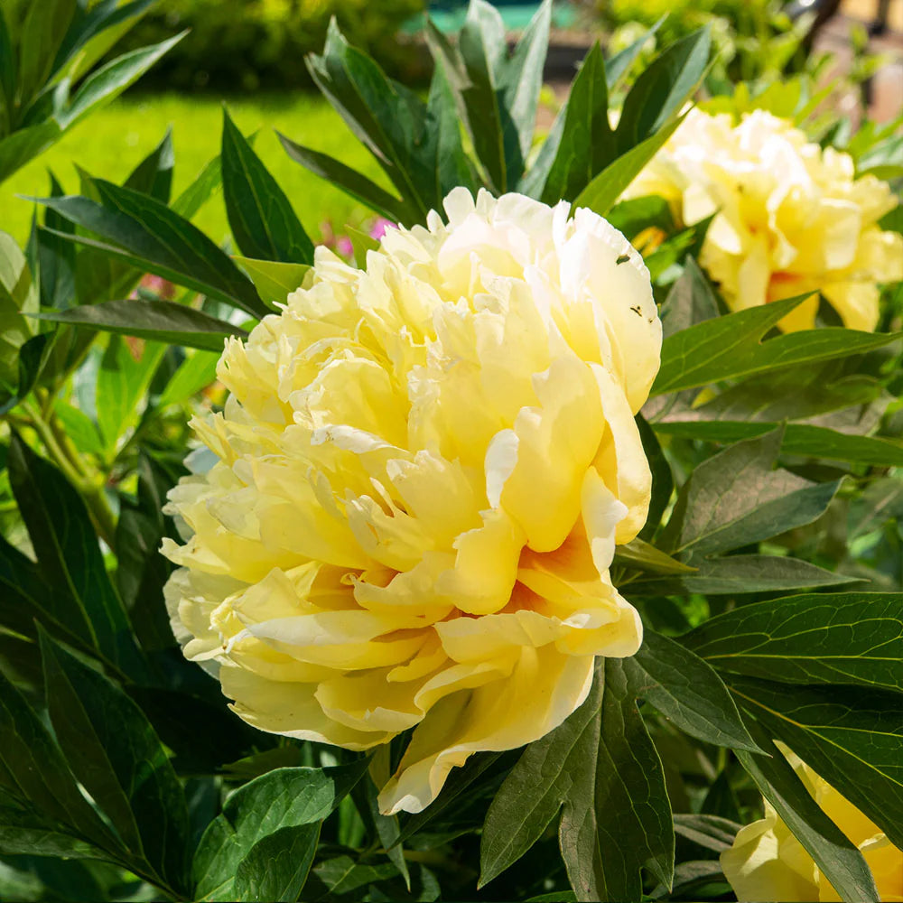 Yellow Peony Flower Seeds for Planting
