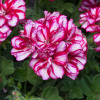 Burgundy Geranium Flower seeds for Planting - Hardy Variety, Heirloom & GMO Free Seeds for Home Garden