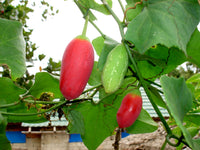 Pink Ivy Gourd Vegetable Seeds for Easy Planting