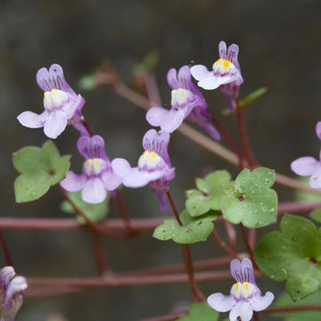 Cymbalaria Muralis Flower seeds for Planting - Sun Loving, Heirloom & GMO Free Seeds for Home Garden