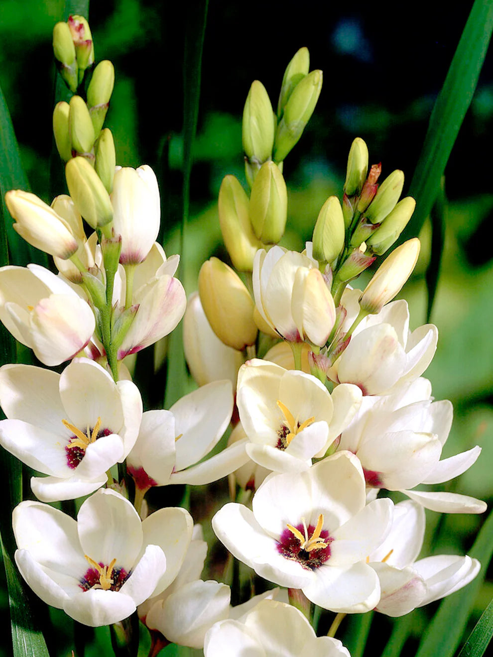 Ixia Flower seeds for Planting - Pollinator Friendly, Heirloom & GMO Free Seeds for Home Garden
