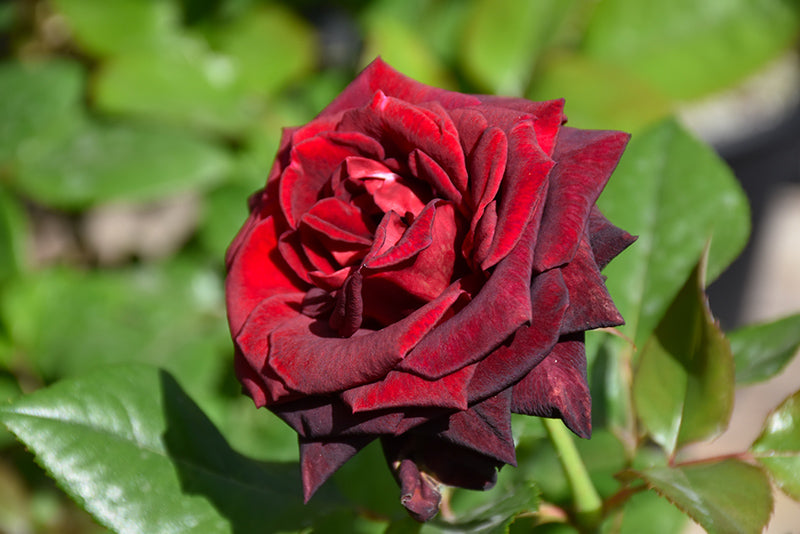 Black Maroon Rose Flower seeds for Planting - Premium Quality, Heirloom & GMO Free Seeds for Home Garden