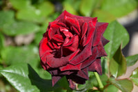 Black Maroon Rose Flower seeds for Planting - Premium Quality, Heirloom & GMO Free Seeds for Home Garden
