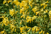 Corydalis Corydalis lutea Flower Seeds for Planting in Flower Bed and Garden