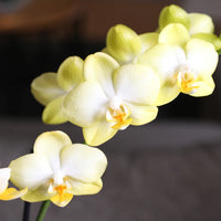 Light Yellow Orchid Flower seeds for Planting - Premium Quality, Heirloom & GMO Free Seeds for Home Garden