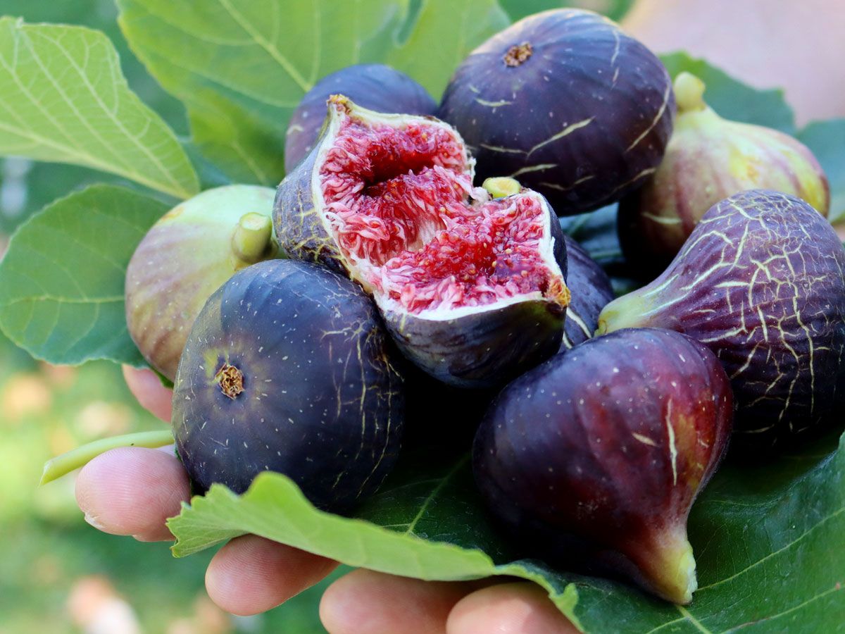 Mixed Fig Seeds for Planting - Grow Delicious Figs at Home