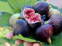 Mixed Fig Seeds for Planting - Grow Delicious Figs at Home