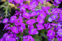 Violet Rock Cress Flower seeds for Planting Bright Blooms Heirloom & GMO Free Seeds for Home Garden 
 
 Sale